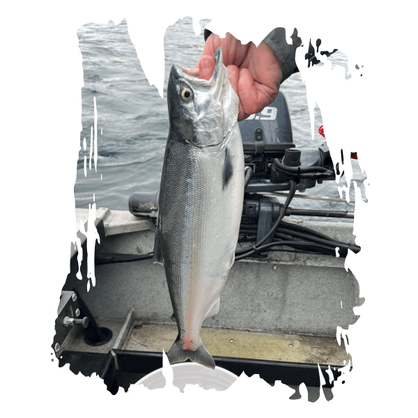 Fish Intimidators Kokanee fishing guide