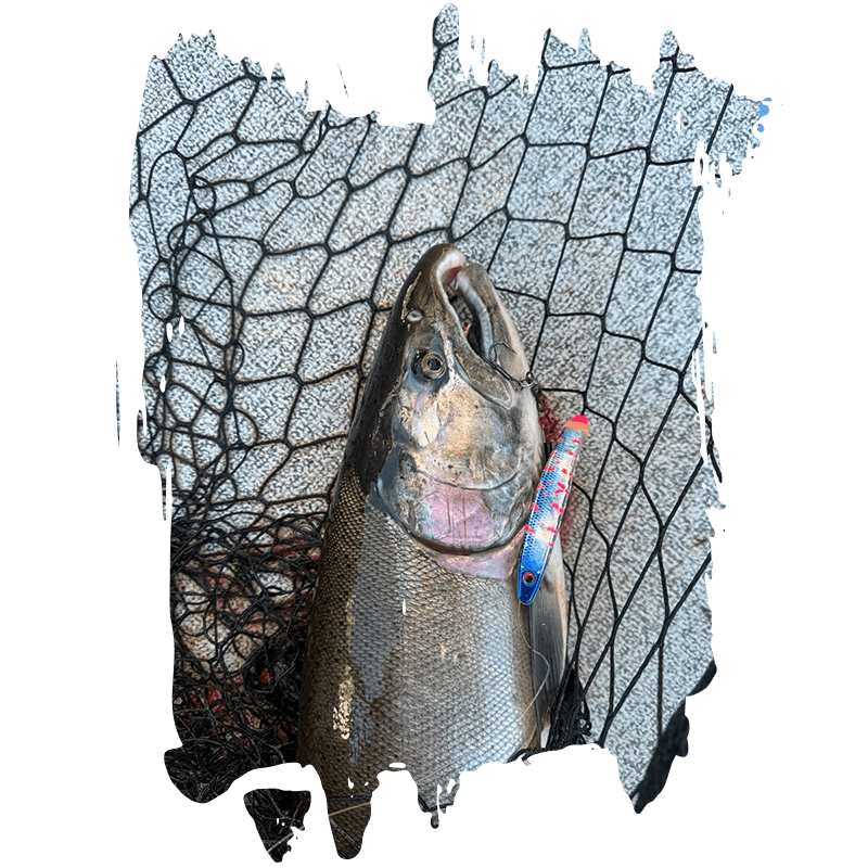 Fish Intimidators Coho Salmon fishing locations