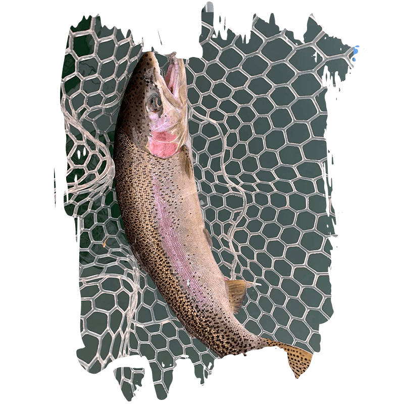 Fish Intimidators Trout fishing locations