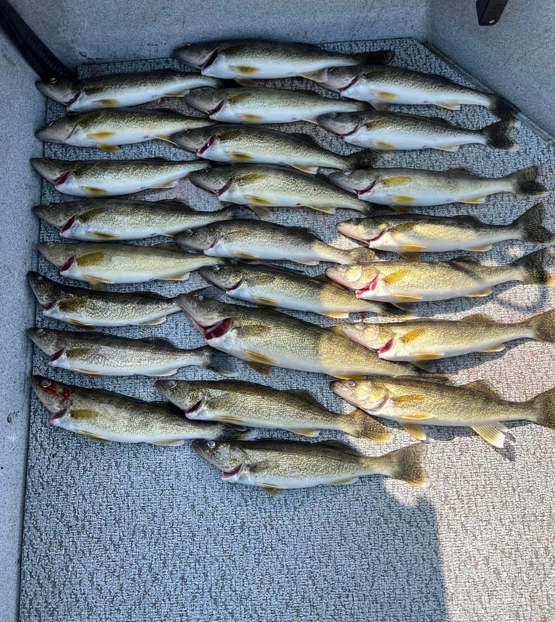 Fish Intimidators guided fishing trip photo 15