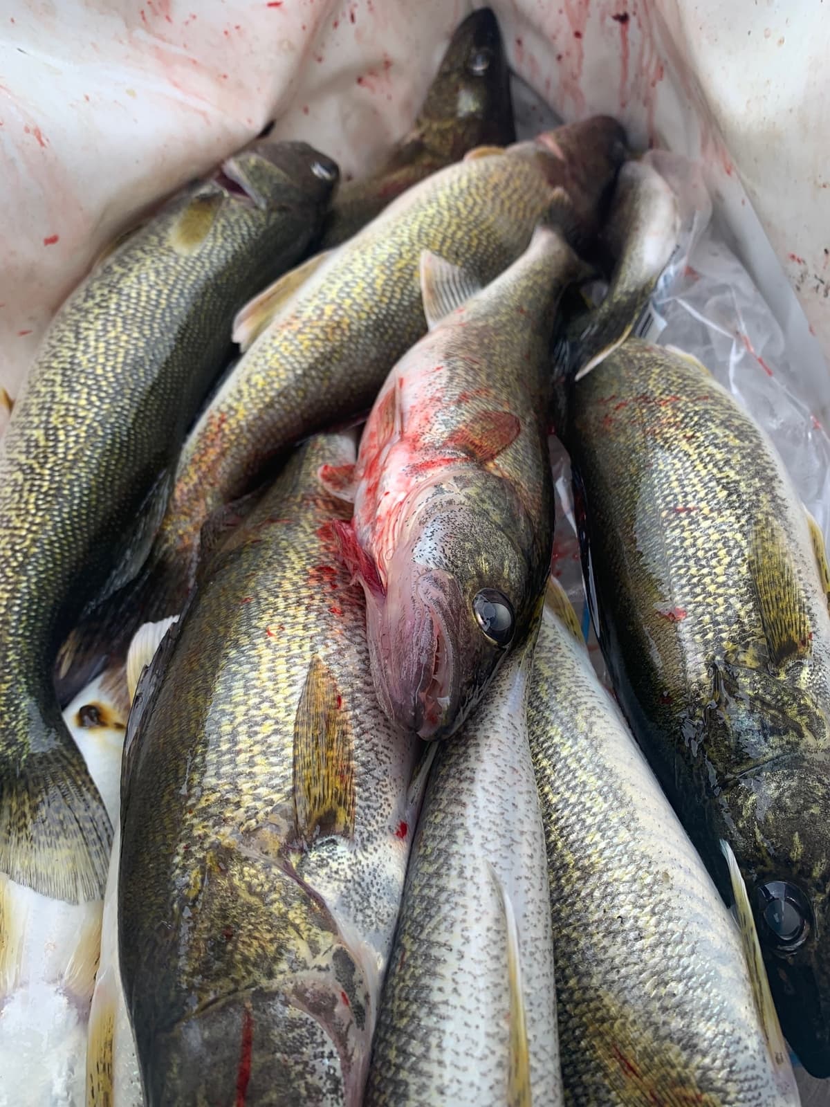 Fish Intimidators guided fishing trip photo 17