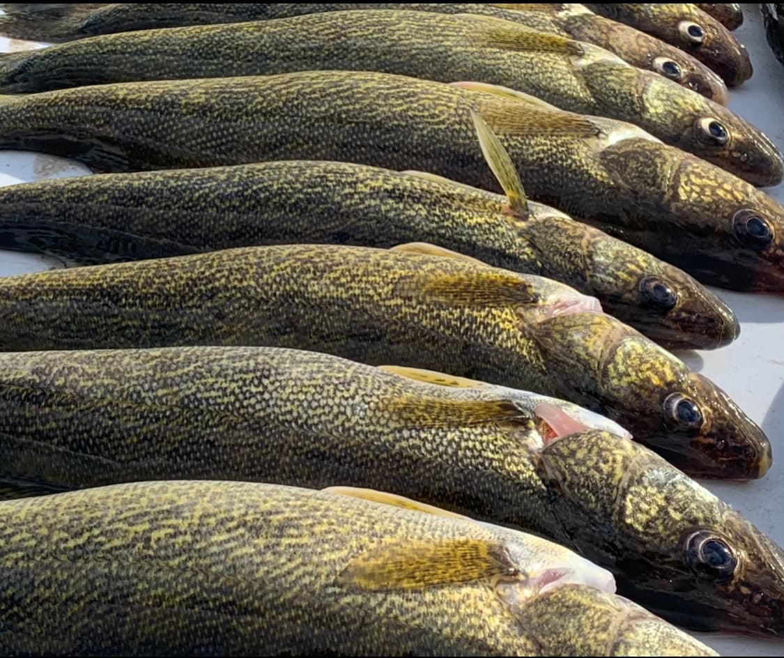 Fish Intimidators guided fishing trip photo 7